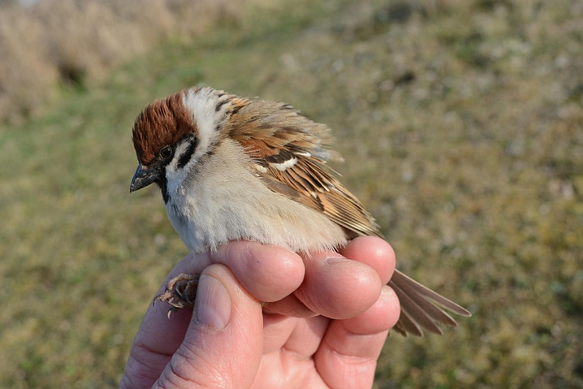 Eurasian Tree Sparrow, Sundre 20130510